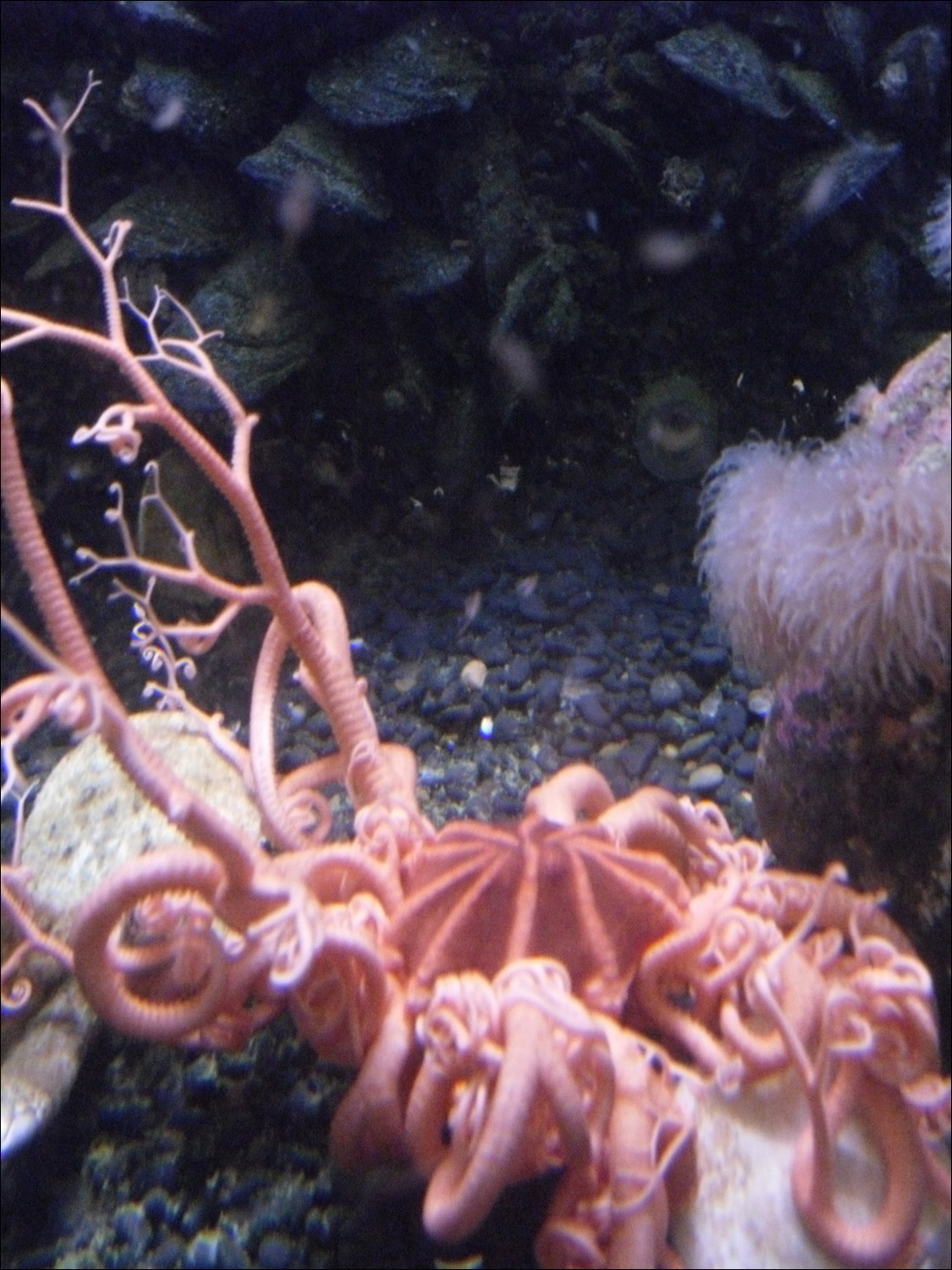 Newport, OR- Oregon Coast Aquarium